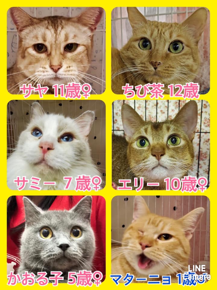 🐾今日の里親様募集中ニャンコ🐱メンバーです🐾2020,9,27